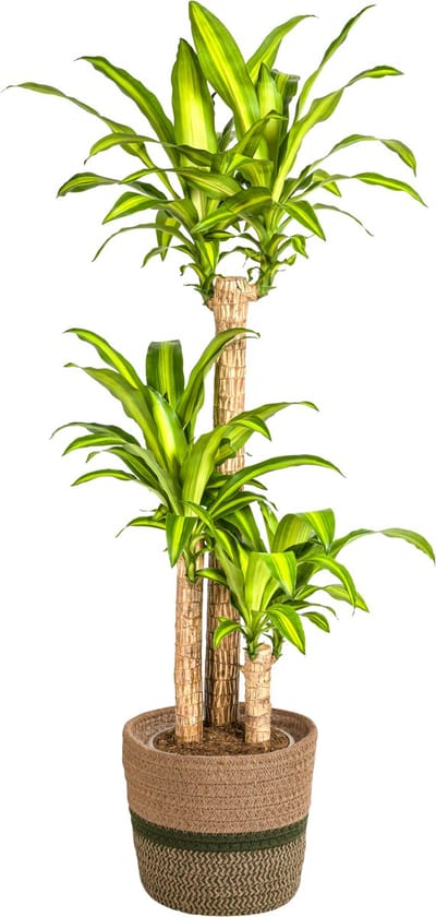 Plantenboetiek.nl | Dracaena Fragrans Massangeana met mand - Ø24cm - 130-150cm hoog - Kamerplant - Groenblijvend