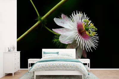Behang - Fotobehang Passiebloem met zwarte achtergrond - Breedte 360 cm x hoogte 240 cm