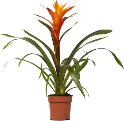 Plantenboetiek.nl | Guzmania Variada - Ø12cm - 40-50cm hoog - Kamerplant - Bloeiende kamerplant