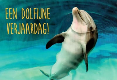 Een dolfijne verjaardag! Van harte gefeliciteerd met je verjaardag! Een grappige dolfijn liggend in het water. Een leuke kaart om zo te geven of om bij een cadeau te voegen. Een dubbele wenskaart inclusief envelop en in folie verpakt.