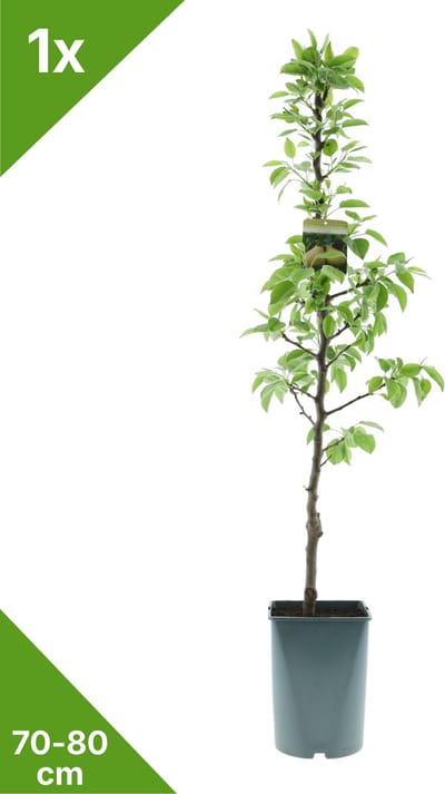 GARDENZO - 1x Zuil Peer- Pyrus communis 'Condo' - 70/80 cm in 4 ltr. pot