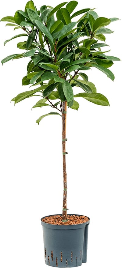 Hydroplant Ficus Cyathistipula
