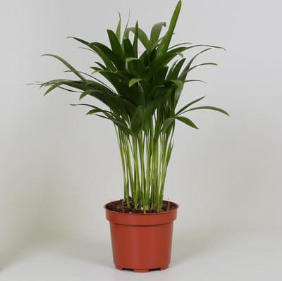 Plantenboetiek.nl | Areca Dypsis - Ø12cm - 25-35cm hoog - Kamerplant - Groenblijvend