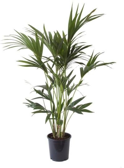 Kentia Palm - Hoogte 110cm - Pot 21cm