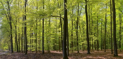 Fotobehang Beukenbos in het voorjaar 250 x 260 cm - € 175,--