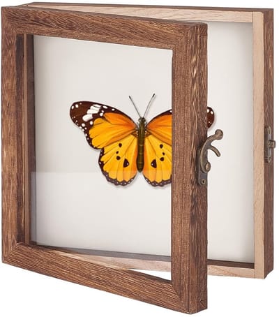 Dailygoods- Insectenvitrine Houten - Insectenpresentatie - Opbergbox - Schaduwbox - Transparante Bovenzijde - Afmetingen 20,3 x 20,3 x 4,7 cm - Tentoonstellingsdoos