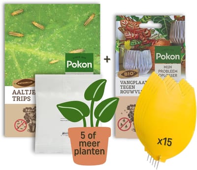 Pokon Trips Bestrijding Pakket - Aaltjes voor meer dan 5 planten & 15 Bio Vangplaatjes - Tegen trips bij kamerplanten