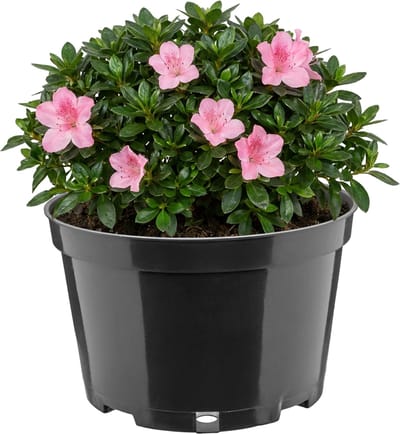 Garronda Ronde kunststof bloempot met drainagegaten voor tuin (Zwart, Ø20 x 13 cm (3L)) GD-KW-RL
