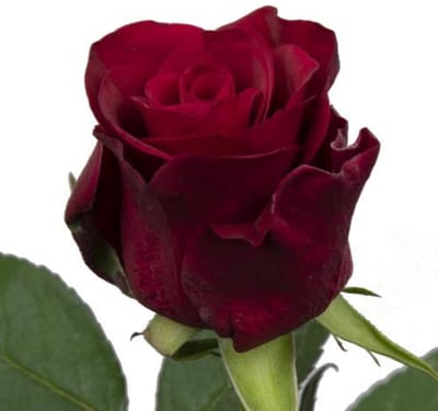 20x Rosa red tacazzi+ 50cm