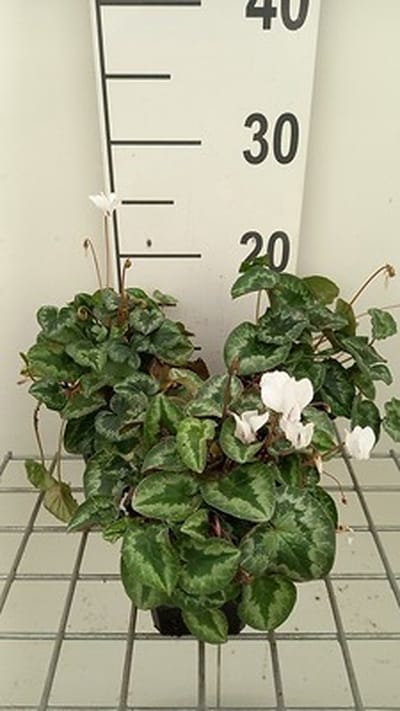 6x Alpenviooltje - Cyclamen hed. 'White Pearls' | 9x9 cm pot
