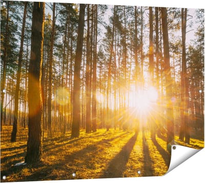 Gards Tuinposter Zonsopkomst in het Bos tussen de Bomen - 120x90 cm - Tuindoek - Tuindecoratie - Wanddecoratie buiten - Tuinschilderij