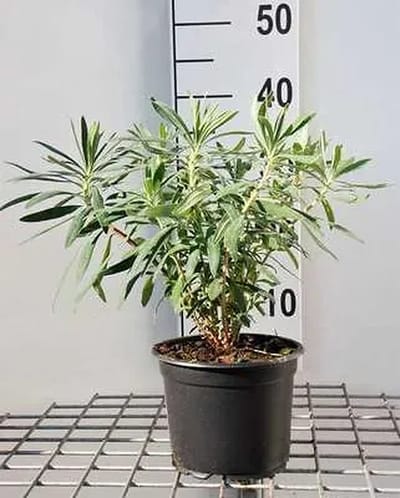 6x Wolfsmelk - Euphorbia char. Wulfenii' | 9x9 cm pot