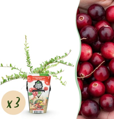 Green boutiQ - Fruitplanten - Blauwe Bes - Vaccinium macrophylla Early Black - Winterhard - 3 Planten - Pot 9 cm - Donker Rode Bes