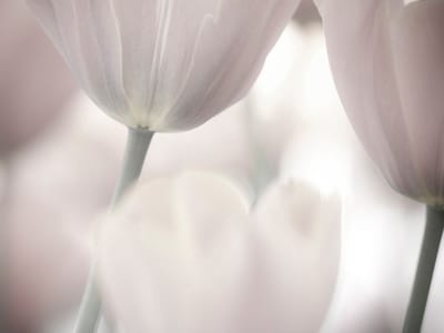 Fotobehang - Tulips fine art - black and white.