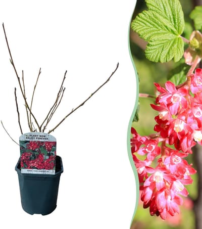 Plantenboetiek.nl | Ribes sanguineum Kind Edward - Bloem Rood - Bladverliezend - Weinig Onderhoud - Ø18cm - 35-45cm hoog - Tuinplant