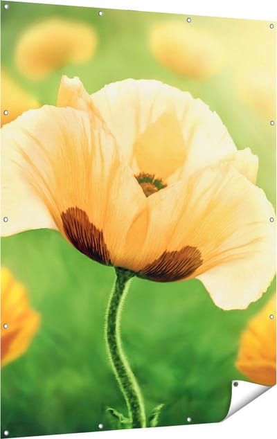 Gards Tuinposter Oranje Klaproos Bloemen - 120x160 cm - Tuindoek - Tuindecoratie - Wanddecoratie buiten - Tuinschilderij