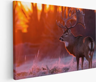 Saammp Muurcirkel Hout - Gouden Roos Met Waterdruppels - Natuur - Abstract - Ø 90 - Wandcirkel - Wanddecoratie Cirkel - Muurdecoratie Woonkamer - Kantoor Decoratie