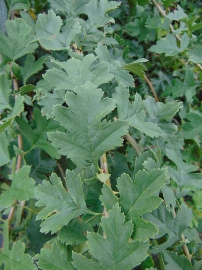 Meidoorn 40-60 cm (in pot) - Crataegus monogyna - Ø17 cm - inheemse plant - rode bessen voor vogels - natuurlijke beveiliging dankzij doorns