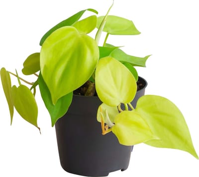 PLNTS - Philodendron Micans Lime - Kamerplant - Kweekpot 12 cm - Hoogte 20 cm