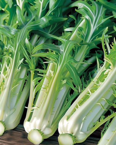 Puntarelle Zaden Cichorium Intybus Eenjarig Catalogna Brindisina Witlof