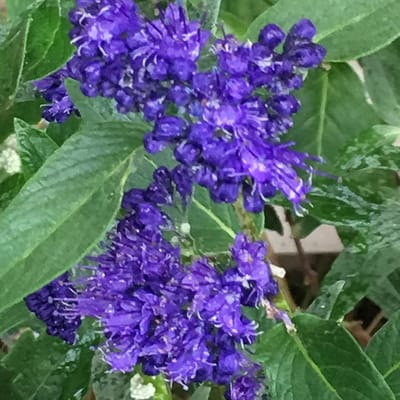 Blauwe spirea - Caryopteris clandonensis 'Heavenly Blue' 40-50 cm