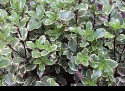 Pittosporum ten. 'Elizabeth' - Australische Laurier 30- 40 cm in pot