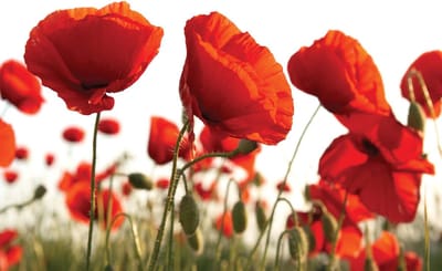 Fotobehang Flowers Poppies Field Nature | XL - 208cm x 146cm | 130g/m2 Vlies