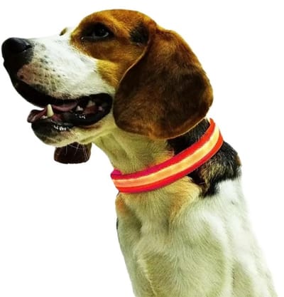 LED Halsband Hond I Honden Halsband I I Glow In Dark Halsbandje Hond I Nylon I Verstelbaar I Maat M (40 - 48 CM) I Rood