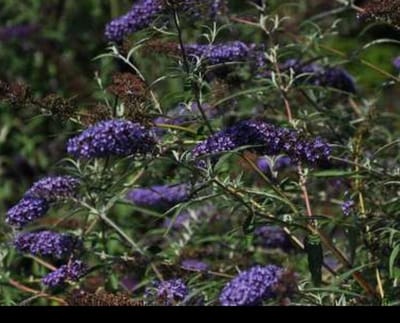 2 x Buddleja dav. 'Nanho Blue' - Vlinderstruik 40- 60 cm in pot