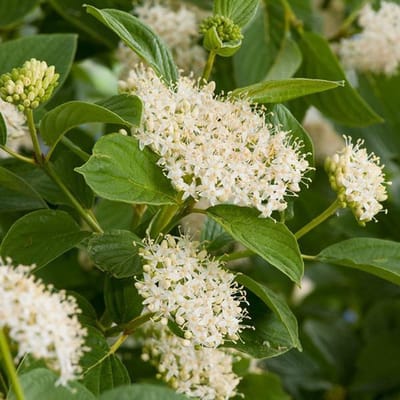 Cornus Sericea 'Flaviramea' - Canadese kornoelje 60-80 cm pot