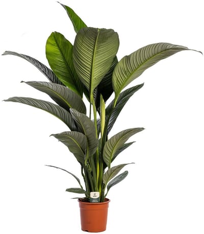 Spathiphyllum 'Sensation'- Hoogte 120 cm - Pot 24cm