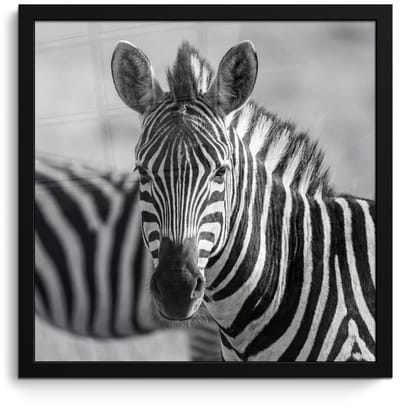 Poster in lijst - Fotolijst 40x40 cm - Posters - Zebra's - Zwart - Wit - Posterlijst zwart - Decoratie - Wanddecoratie woonkamer - Muurdecoratie slaapkamer