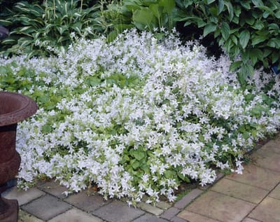 Campanula posch. E.H. Frost - Set van 12 - Klokjesbloem - Potmaat P9 - Witte Bloem