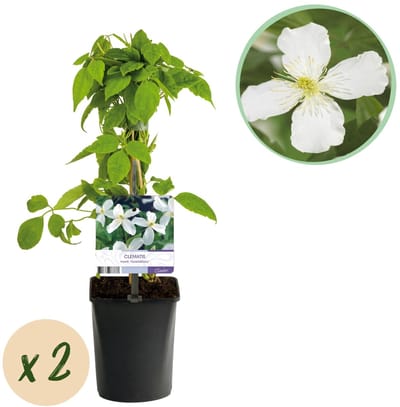 Green boutiQ - Klimplant - Clematis montana Grandiflora - Bloem Wit - Vroegbloeiend - Weinig onderhoud -2 planten - Pot 11cm Hoogte 40cm