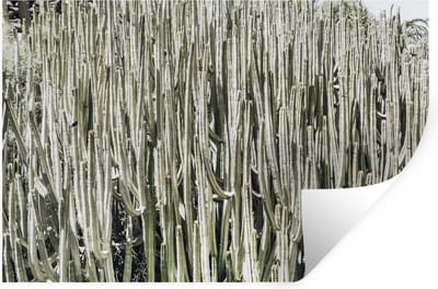 Muurstickers - Sticker Folie - Cactus - Natuur - Vetplanten - 30x20 cm - Plakfolie - Muurstickers Kinderkamer - Zelfklevend Behang - Zelfklevend behangpapier - Stickerfolie