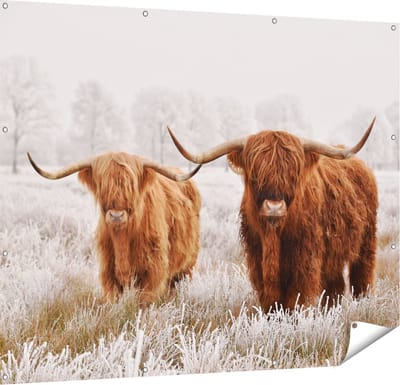 Gards Tuinposter Twee Schotse Hooglander Koeien in de Wei - 150x120 cm - Tuindoek - Tuindecoratie - Wanddecoratie buiten - Tuinschilderij