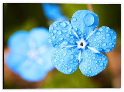 Dibond - Licht Blauwe Bloem op Groene Achtergrond  - 40x30cm Foto op Aluminium (Met Ophangsysteem)