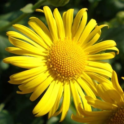 6 x Doronicum Orientale 'Little Leo' - Voorjaarszonnebloem pot 9x9cm, compact en rijkbloeiend