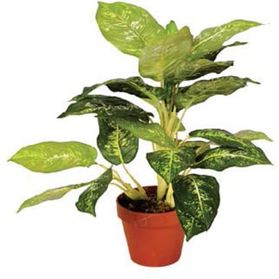 Intergard Kunstplanten Calathea Luisae 50cm