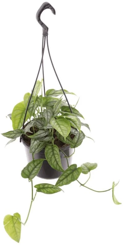 JUNAVERA Monstera Siltepecana terrariumplant | 1 stek in 15 cm hangpot | 20 cm hoog bij levering
