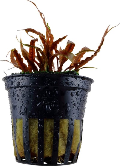 Aquaflora Cryptocoryne Albida | in 5 cm pot