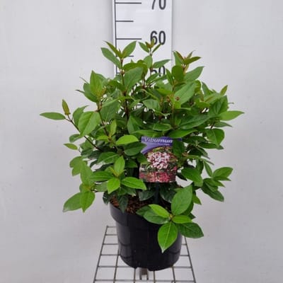 Plants Online - Tuinplanten - Heesters - Set van 1 - Viburnum tinus Spirit - 5 liter pot - Plant 30-40 cm