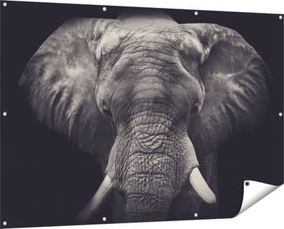 Gards Tuinposter Olifantenkop - Olifant - Zwart Wit - 150x100 cm - Tuindoek - Tuindecoratie - Wanddecoratie buiten - Tuinschilderij