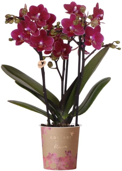 Kolibri Orchids | Paarse phalaenopsis orchidee | Chamonix | bloeiende kamerplant