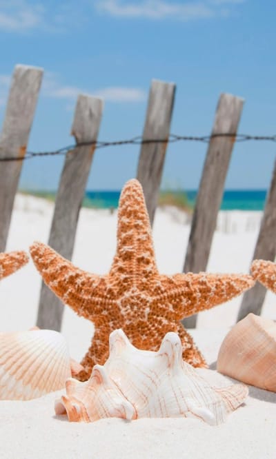 Fotobehang - Starfish 150x250cm - Vliesbehang