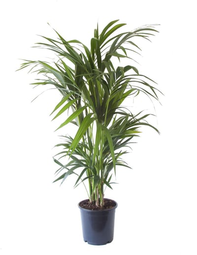 Kentia Palm - Hoogte 125cm - Pot 24cm