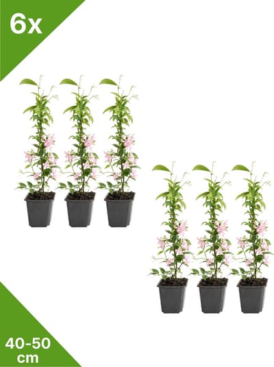 GARDENZO - 6x Roze Toscaanse Jasmijn (Trachelospermum 'Pink Showers') in P9 - 40/50 cm