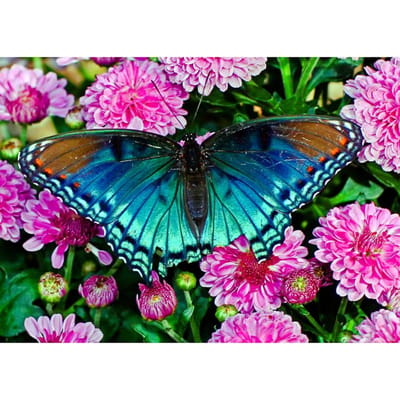 5D Doe-het-zelf Diamantschilderij Vlinders en Bloemen Borduurwerk Kruissteek Strass Mozaïek Decoratie 20X30CM blue