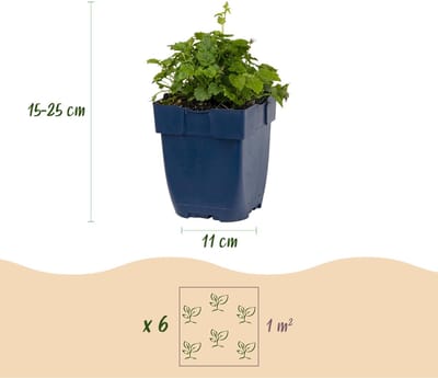 Green boutiQ - Vasteplant - Campanula posch. Lisduggan Variety - Ridderspoor - Bodembedekkend - Wit - 24 Planten - Pot 11cm - Hoogte 15-25cm