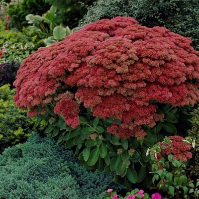 6 x Hemelsleutel of Vetkruid Rood - Tuinplant Winterhard - Sedum Herbstfreude in 9x9 pot met hoogte 0-10cm